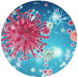 Virus / Bacteria